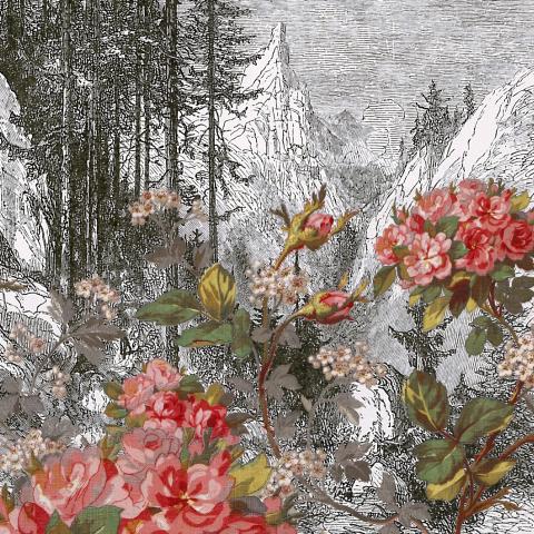 Florale | Alsace 1885 - Détourage et intégration du motif floral sur une gravure